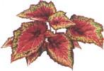 Бегония (Begonia)