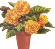 Декоративноцветущие бегонии (Begonia)