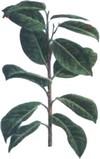 Фикус бенгальский (Ficus benghalensis)