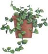 Фикус карликовый (Ficus pumila)