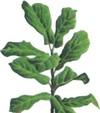Фикус лировидный (Ficus lyrata)