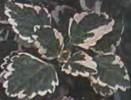 Плектрантус (Plectranthus)